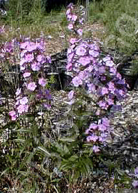 Phlox carolina 'Magnificence'